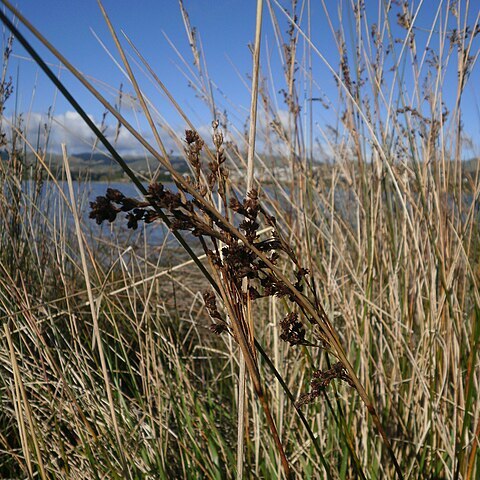 Juncus kraussii subsp. australiensis unspecified picture