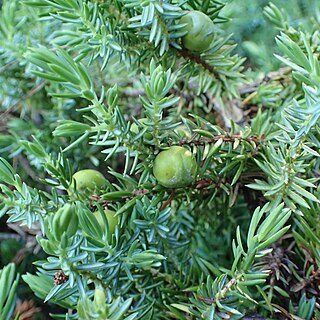 Juniperus taxifolia var. lutchuensis unspecified picture