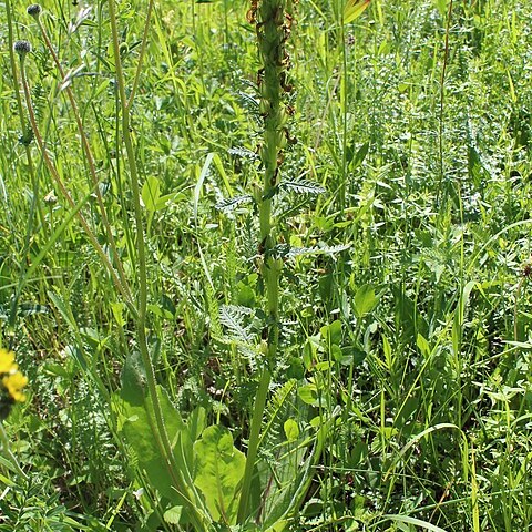 Pedicularis kaufmannii unspecified picture