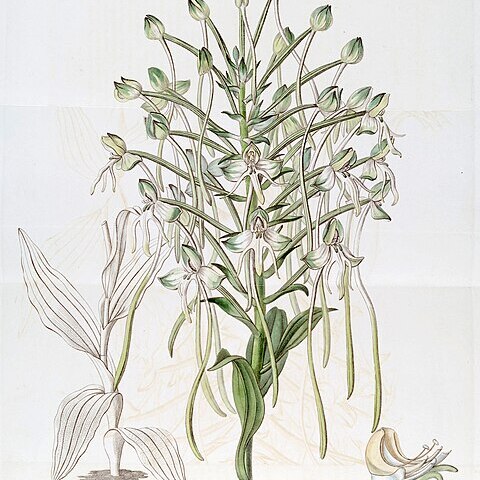 Habenaria procera unspecified picture