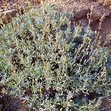 Salvia officinalis subsp. oxyodon unspecified picture