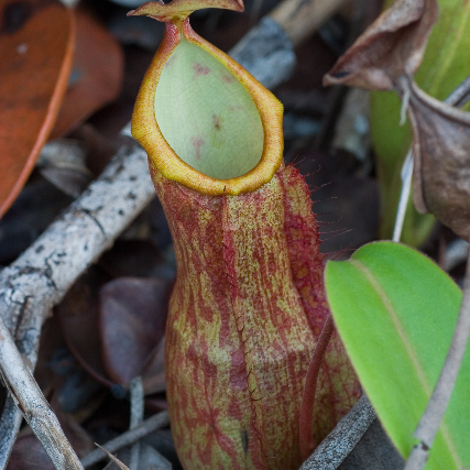 Nepenthes philippinensis unspecified picture