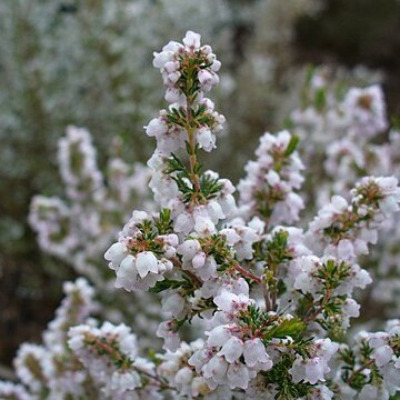 Erica quadrangularis unspecified picture