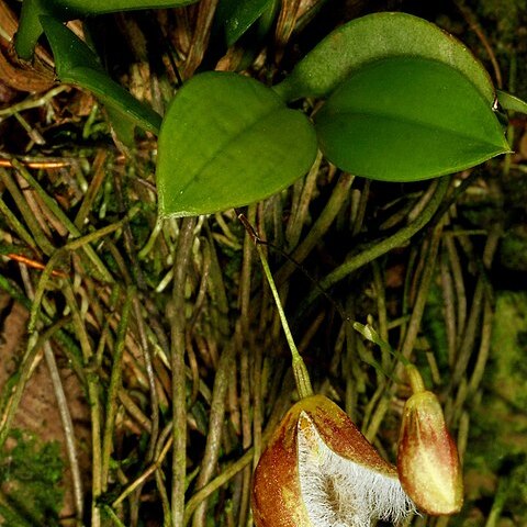 Stelis cypripedioides unspecified picture