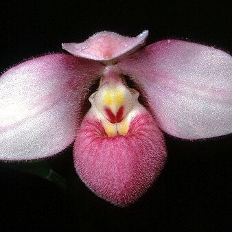 Phragmipedium schlimii unspecified picture