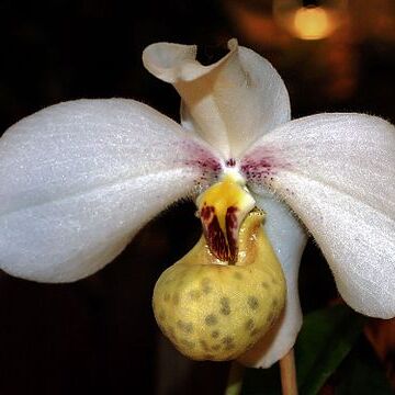 Paphiopedilum emersonii unspecified picture