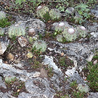 Melocactus sergipensis unspecified picture