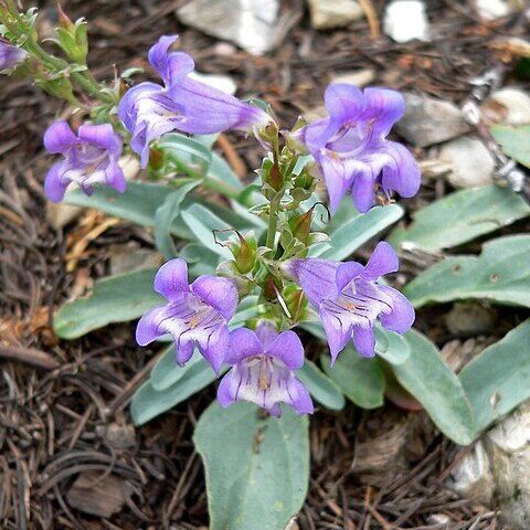 Penstemon leiophyllus unspecified picture