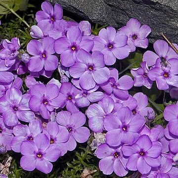 Phlox douglasii unspecified picture