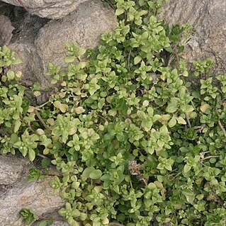 Stellaria apetala unspecified picture