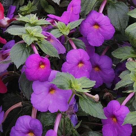 Achimenes skinneri unspecified picture