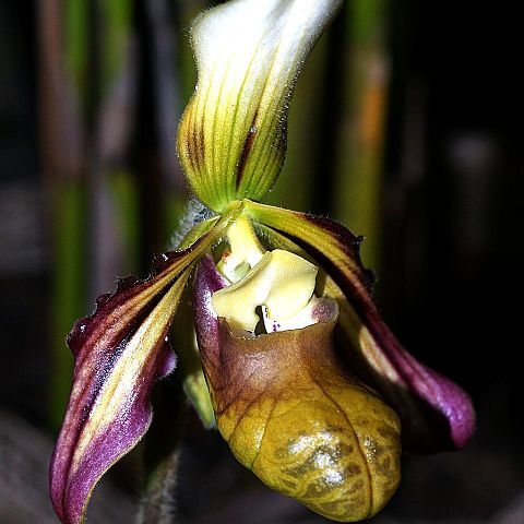 Paphiopedilum sangii unspecified picture