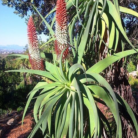 Aloe hexapetala unspecified picture