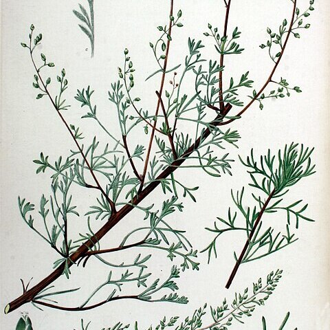 Artemisia campestris subsp. maritima unspecified picture