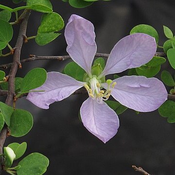 Bauhinia grandidieri unspecified picture