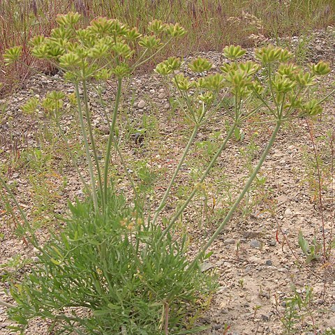 Lomatium packardiae unspecified picture