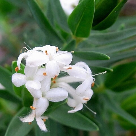 Pimelea congesta unspecified picture