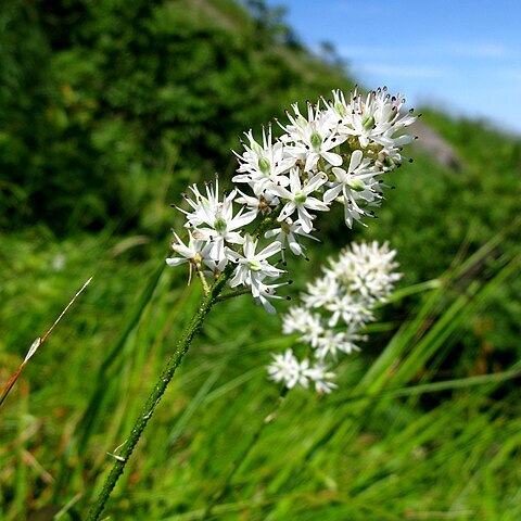 Triantha japonica unspecified picture