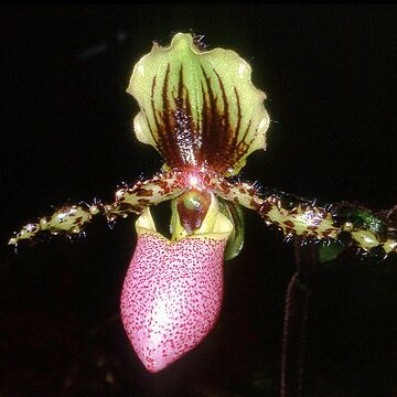 Paphiopedilum victoria-regina unspecified picture