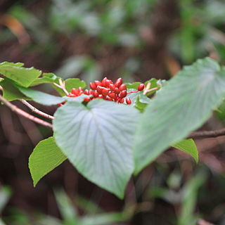 Viburnum sympodiale unspecified picture