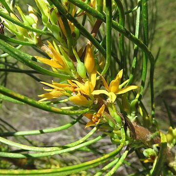 Acidonia microcarpa unspecified picture