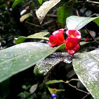 Psychotria laciniata unspecified picture