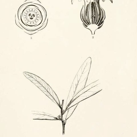 Cinnamosma fragrans unspecified picture