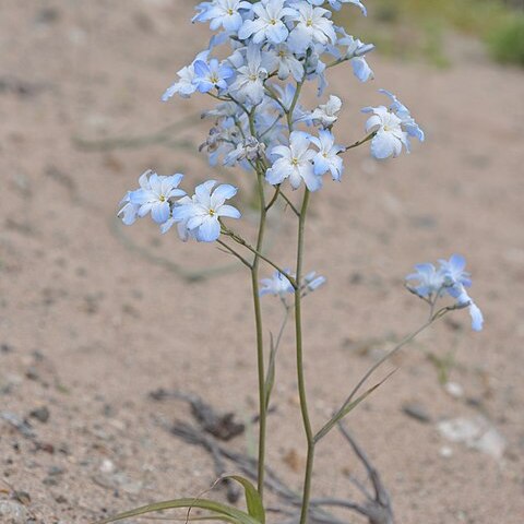 Zephyra elegans unspecified picture