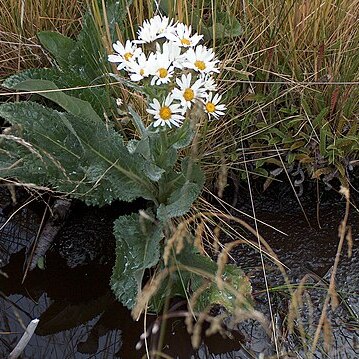 Senecio smithii unspecified picture