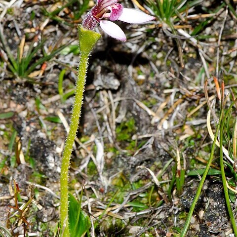 Eriochilus scaber unspecified picture