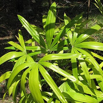 Rhapis subtilis unspecified picture