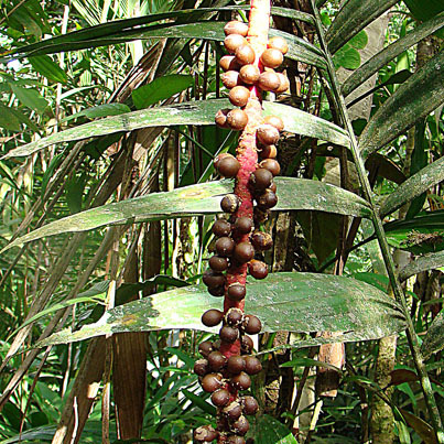 Pholidostachys dactyloides unspecified picture