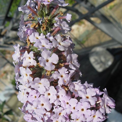 Buddleja agathosma unspecified picture