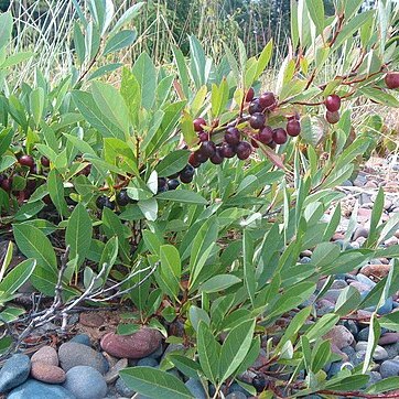 Prunus pumila unspecified picture