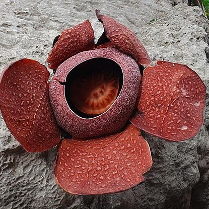 Rafflesia speciosa unspecified picture