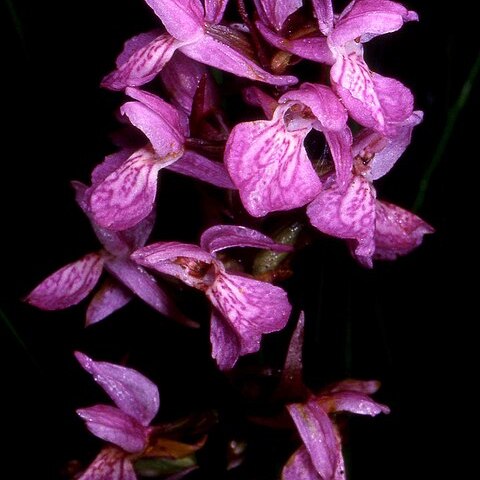 Dactylorhiza traunsteineri subsp. vosagiaca unspecified picture