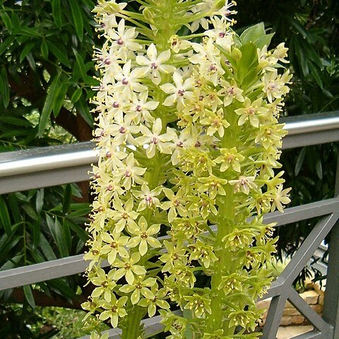 Eucomis pallidiflora unspecified picture