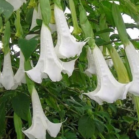 Brugmansia suaveolens unspecified picture