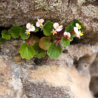 Begonia alchemilloides unspecified picture