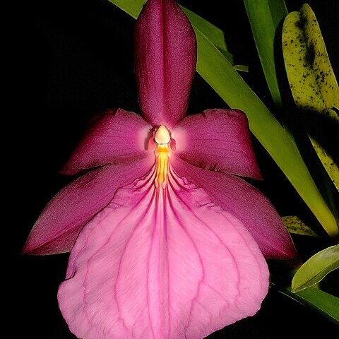 Miltonia x peetersiana unspecified picture