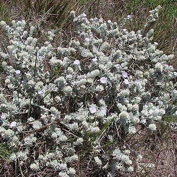 Jacquemontia robertsoniana unspecified picture