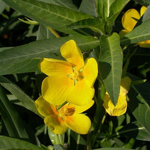 Ludwigia grandiflora subsp. hexapetala unspecified picture