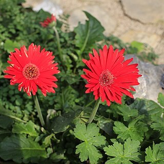 Geranium umbelliforme unspecified picture