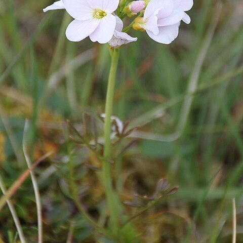 Cardamine nymanii unspecified picture