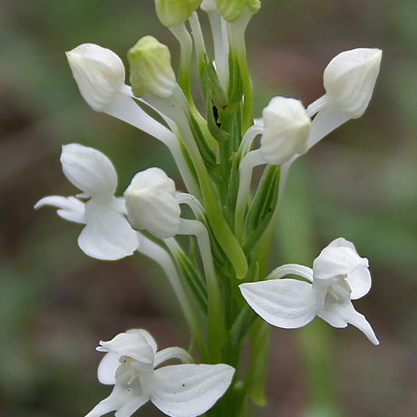 Habenaria roxburghii unspecified picture