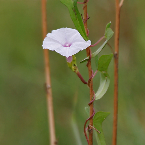 Ipomoea marginata unspecified picture