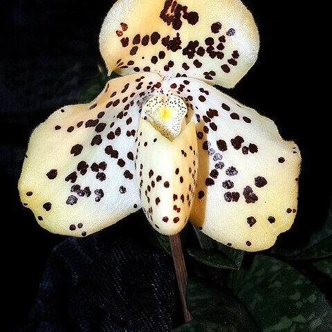 Paphiopedilum wenshanense unspecified picture