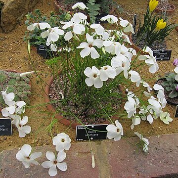 Oxalis smithiana unspecified picture