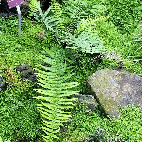 Blechnum longicauda unspecified picture