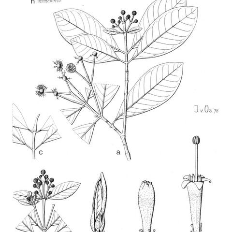 Ludekia borneensis unspecified picture